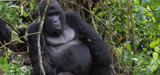 Best Gorilla Tracking Tips