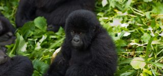 Cost of Gorilla Trekking