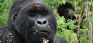 How to Save Mountain Gorillas