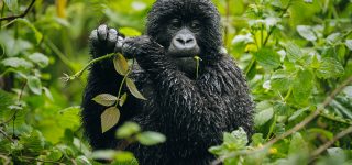 Gorilla Conservation in Virunga