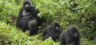 Types of Mountain Gorillas