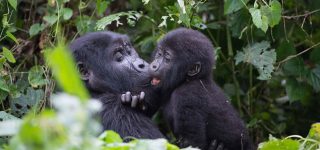 Why Mountain Gorillas are Endangered