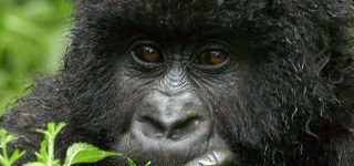 Virunga Gorilla Trekking Gorillas