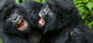 Virunga Gorillas Fighting