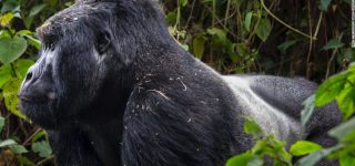 Best Places to see Gorillas in Africa