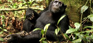Chimpanzee Habituation in DRC