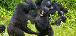 Common reasons why Gorillas fight