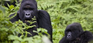 DRC Congo Travel Tips, Information