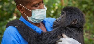 Gorilla Doctors