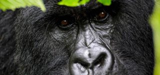 Gorilla Trekking Review