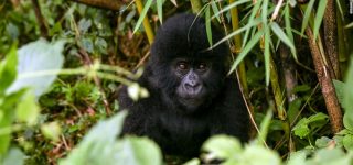 Mountain Gorillas in Virunga