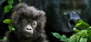 Simplest ways to get a Congo Visa