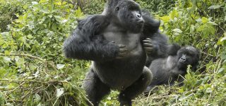 What to do when a gorilla charges on you