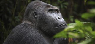 Difference between Lowland Gorillas and Mountain Gorillas