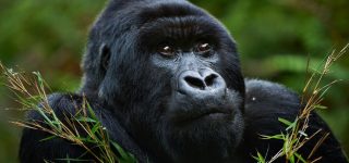 Best Congo Tours and Travel Operators