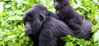 Facts about gorillas