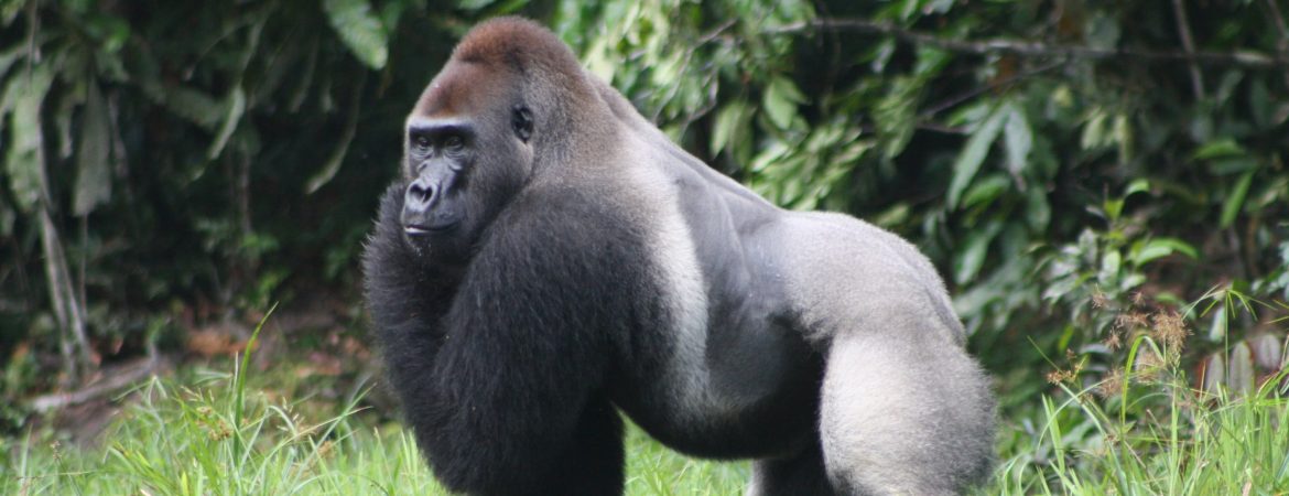 lowland gorilla in Kahuzi Biega National Park