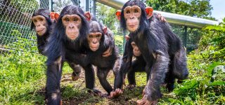 Lwiro Chimpanzee Sanctuary