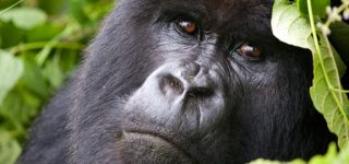 Gorilla Trekking in Virunga National Park