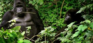 Requirements for accessing Virunga