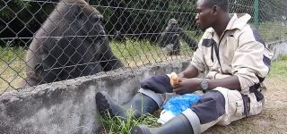 Senkwekwe Gorilla Orphanage Center