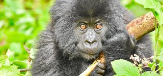 A day in the wild with mountain Gorillas