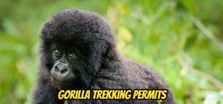Gorilla Trekking Permit