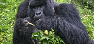 Congo Gorilla Tours