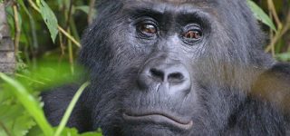Gorillas in Congo