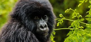 Gorilla Tours in Afric