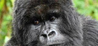Congo Gorilla Trekking Permits