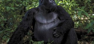 Gorilla Trekking in Congo