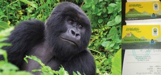 Bwindi Gorilla Trekking Permit