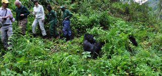 How difficult is Gorilla trekking?