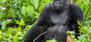 Western lowland gorillas