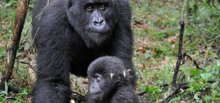 Preparation For Gorilla Trekking