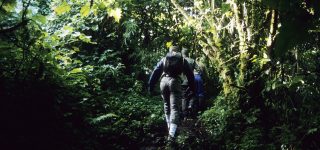 Entrance Fees for Virunga