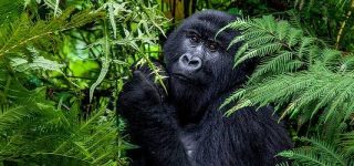 Africa Gorilla Safaris