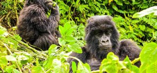 Backpacker on a Gorilla trek in Africa