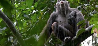 Is Virunga National Park Worth Visiting?