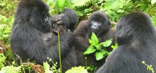 Virunga National Park Activities