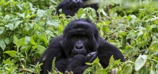 4 Days Uganda Gorilla & Wildlife Safari