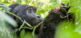 6 Days Uganda Gorilla, Chimpanzee & Wildlife Safari