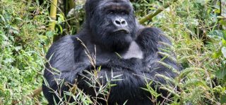 Best time Virunga National Park