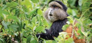 5 Days Virunga Gorilla & Volcanoes Golden Monkey Trekking