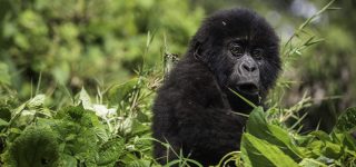 Jomba Community Camp and Mountain Gorilla Trek