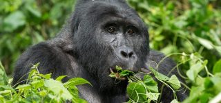6 Days Uganda Gorilla & Wildlife Safari
