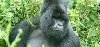 Why tourists visit Virunga National Park