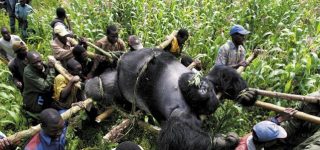 Why are gorillas poached?