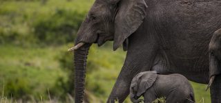 4 Days Murchison Falls Wildlife Safari